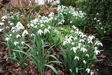 Meine Schneegl&ouml;ckchen haben sich gut vermehrt, hier im Vorgarten