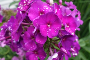 Hoher Sommer-Phlox (Phlox paniculata 'D&uuml;sterlohe')