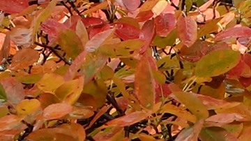 Kupfer-Felsenbirne (Amelanchier lamarckii) Laubf&auml;rbung im Herbst