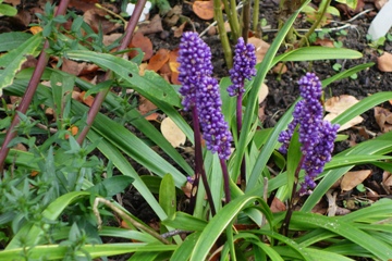 Liriope muscari (Gl&ouml;ckchentraube)