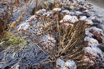Die Hohe Fetthenne (Sedum telephium) schm&uuml;ckt lange den Garten. Deswegen sp&auml;ter Schnitt.