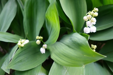 Maigl&ouml;ckchen (Convallaria majalis)