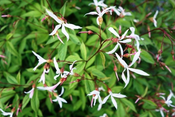 Gillenia trifoliata (N&ouml;rdliche Dreiblattspiere)