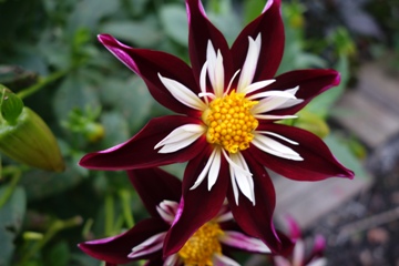 Dahlie Nikolauskragen  (eigene Z&uuml;chtung)