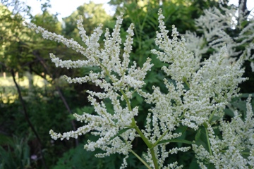 Kn&ouml;terich Aconogonon speciosum 'Johanniswolke'