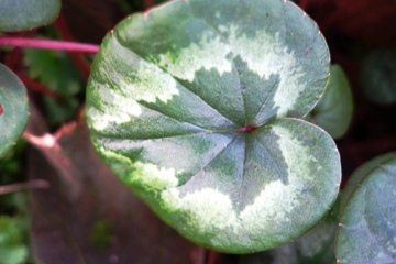 Fr&uuml;hlingsalpenveilchen  (Cyclamen coum) mit "Weihnachtsbaum"