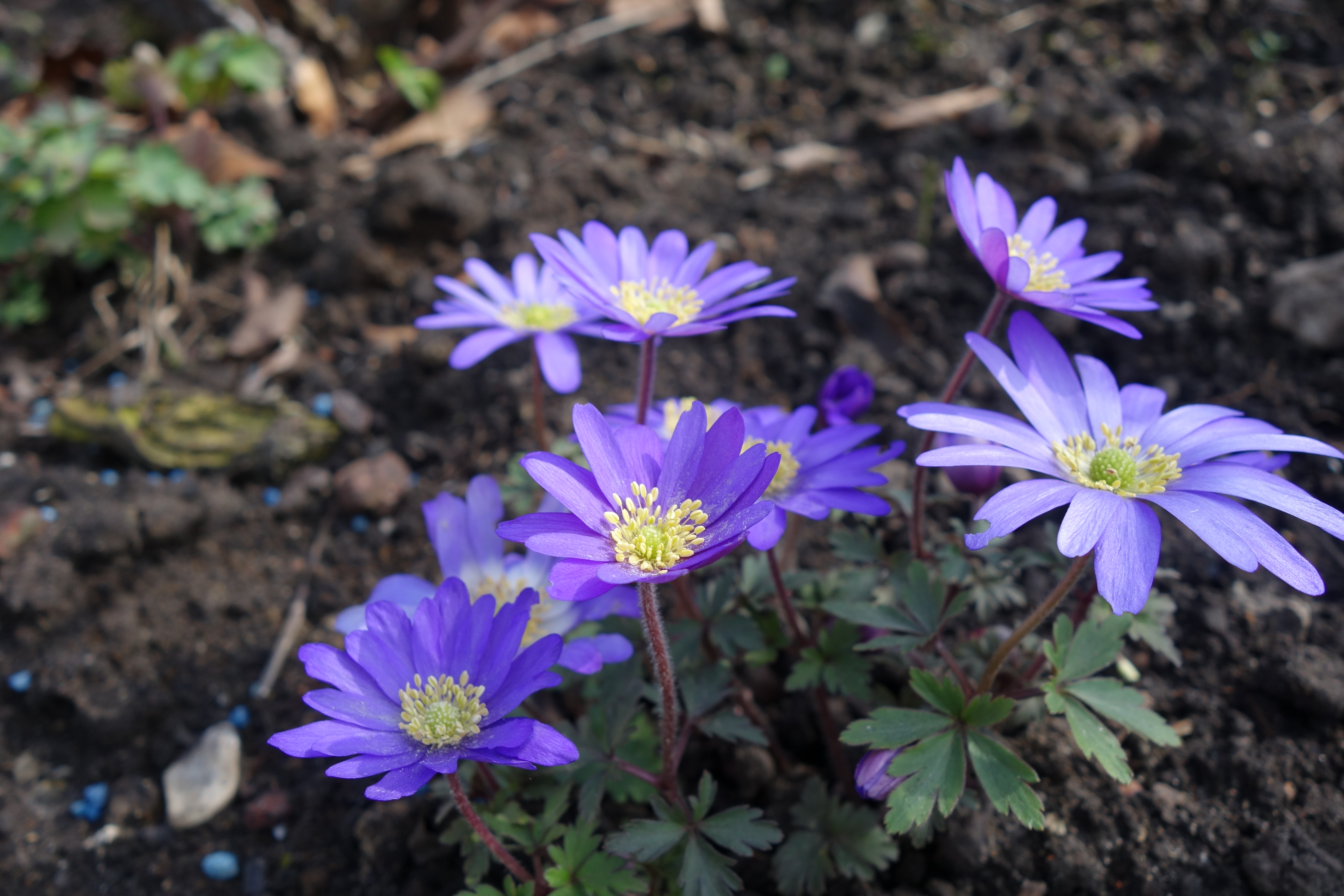 Anemona blanda -Sch&ouml;nes Windr&ouml;schen