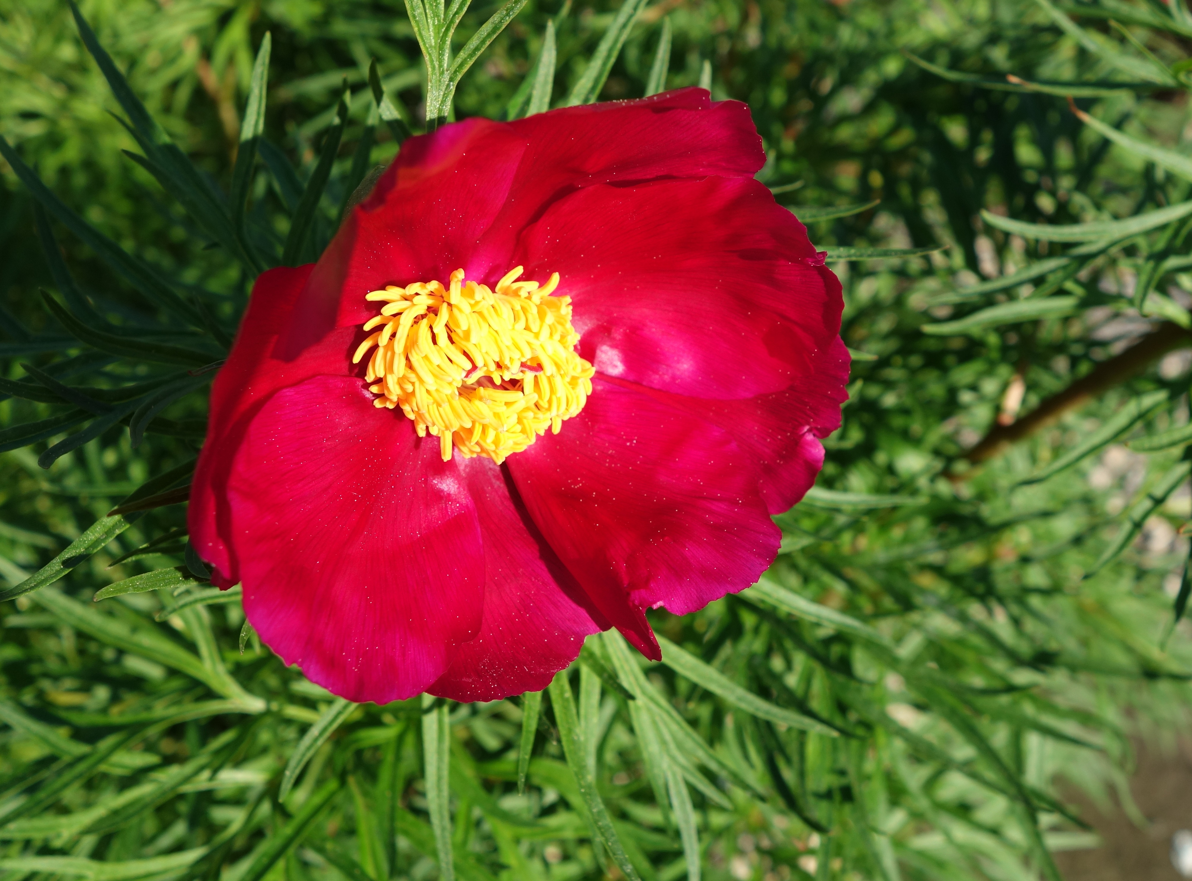 Mutter: Schmalbl&auml;ttrige Pfingstrose,
Vater: gesucht