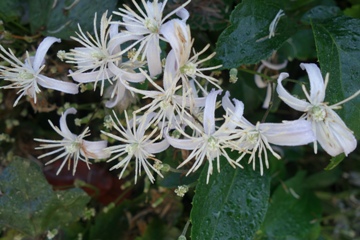 Teppichwaldrebe (Clematis x jouiniana 'Praecox')