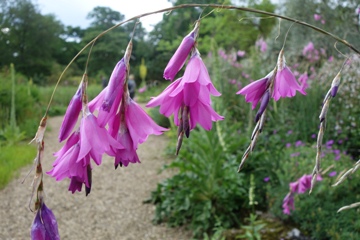 Dierama pulcherrimum