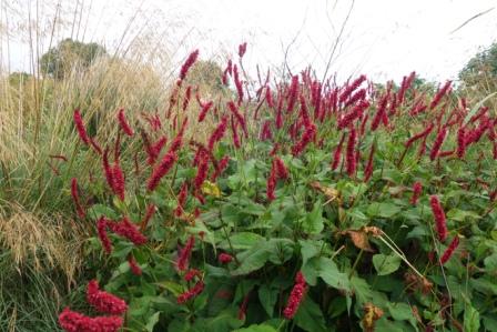 Deschampsia und Staudenkn&ouml;terich im Garten Alst