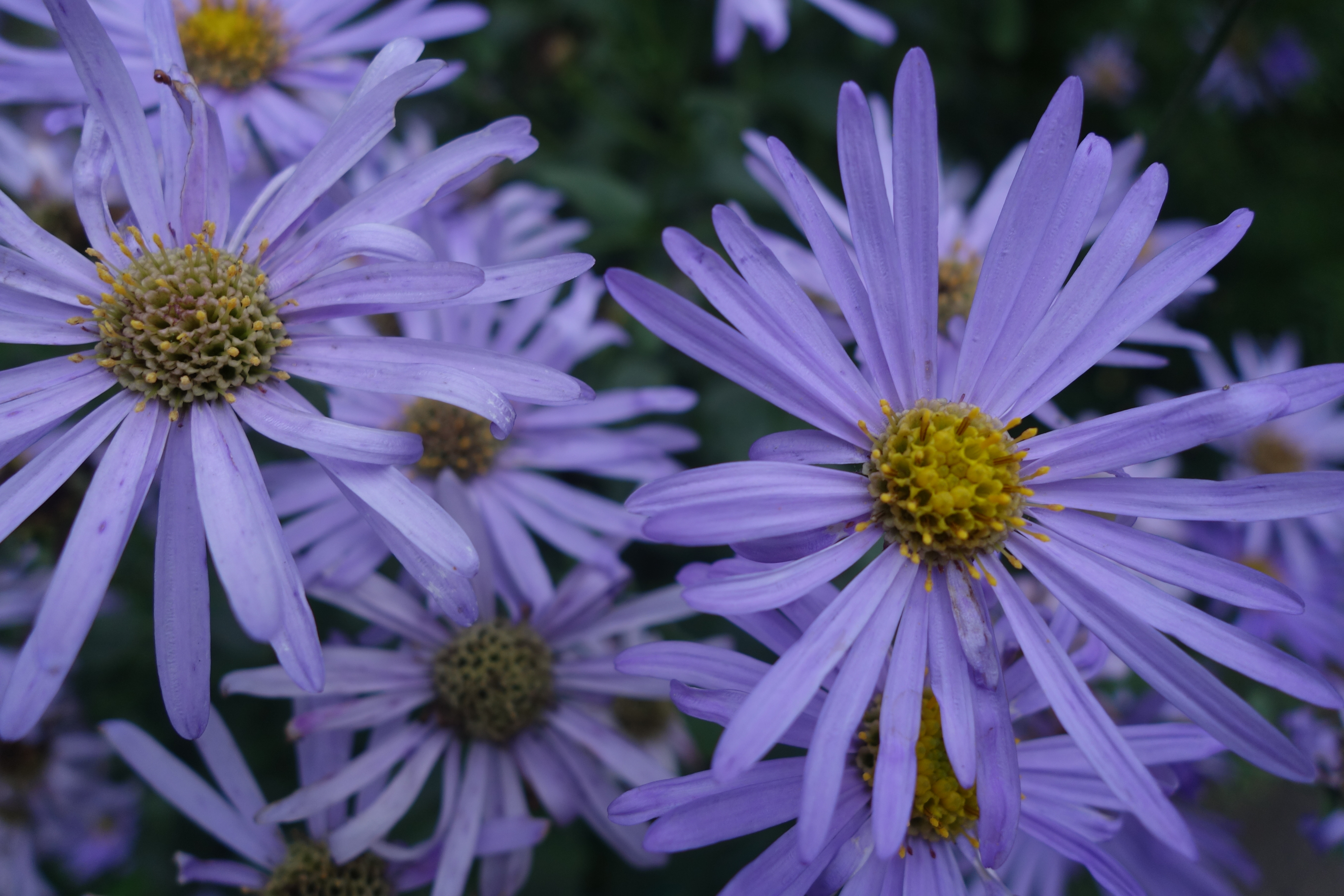Aster frikartii 'Jungfrau'