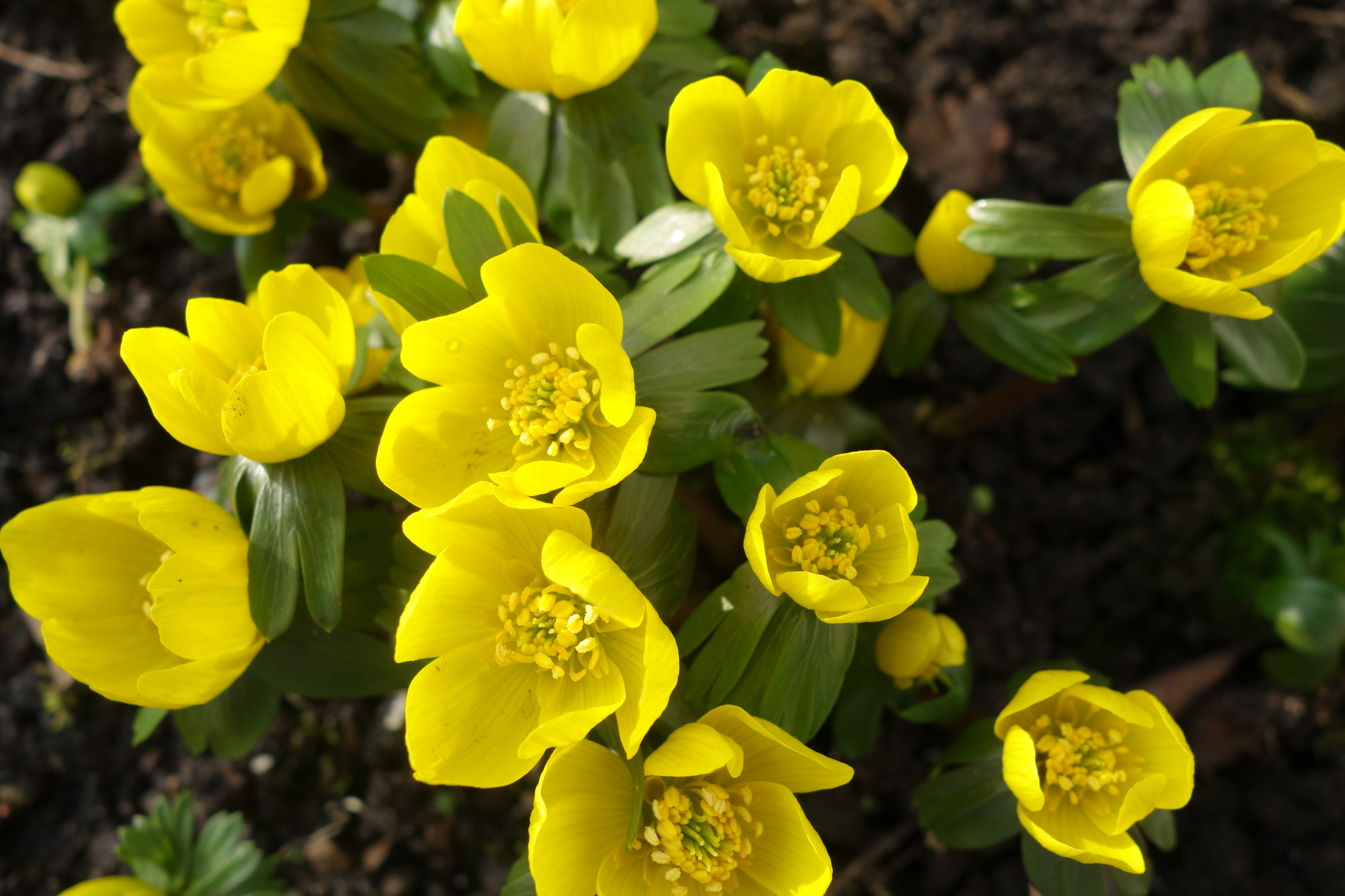 Winterling (Eranthis hyemalis)