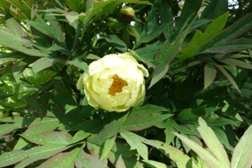 Hellgelbe Bl&uuml;tenbl&auml;tter umh&uuml;llen dunkelgebe Staubgef&auml;&szlig;e: Kultivar der Baump&auml;onie (Paeonia arborescens)