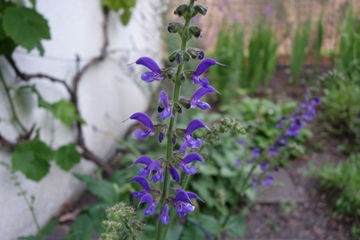 Siebenb&uuml;rger Salbei (Salvia transsylvanica)