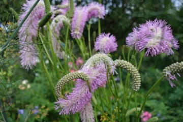 Japan Wiesenknopf (Sanguisorba hakusanensis 'Pink Brushes&lsquo;)