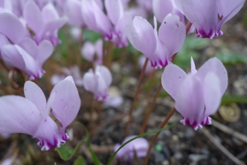 Efeubl&auml;ttriges Alpenveilchen (Cyclamen hederifolium)