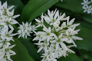 B&auml;rlauch (Allium ursinum)