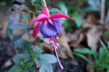 Fuchsia 'Heidi Anne' ist in meinem Garten wnterhart