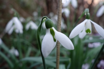Zwei Unterarten des t&uuml;rkischen Schneegl&ouml;ckchens (Galanthus elwesiii) nebeneinander, var. elwesii links und var. monosticus rechts
