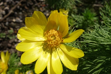 Fr&uuml;hlingsadonsir&ouml;schen (Adonis vernalis)