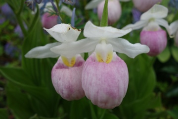K&ouml;nigin-Frauenschuh (Cypripedium reginae)