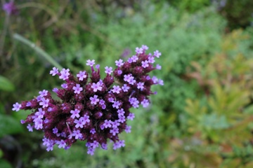 Patagonisches Eisenkraut (Verbena bonariensis)
