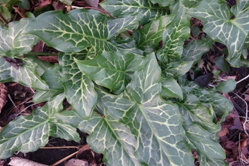 Arum italicum (Italienischer Aronstab) mit sch&ouml;ner wei&szlig;er Blattzeichnung auch im Winter