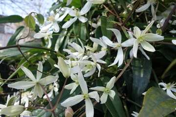 Clematis armandii (Foto M&auml;rz 2020)
