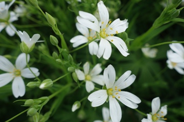 Gro&szlig;e Sternmiere (Stellaria holostea)