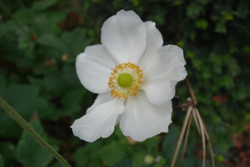 Herbstanemone - Anenome hupehensis (japonica) 'Honorine Jobert'