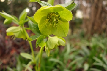 Farbspiel von Chartreuse in der Bl&uuml;te der Duftenden Nieswurz (Helleborus odorus)