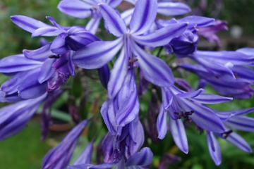 Gro&szlig;er Agapanthus (Schmucklilie) im K&uuml;bel - Einzelbl&uuml;ten