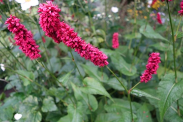 Kerzenkn&ouml;terich Bistorta amplexicaulis 'Fat Domino'