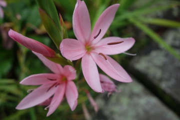 Sumpfspaltgriffel (Schizostylis coccinea)