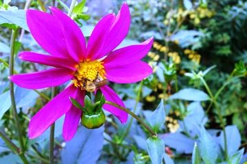 Dahliens&auml;mling - ein genetisch einzigartiges Individuum; daf&uuml;r sorgt die Wildbiene