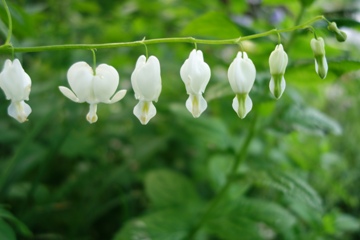 Tr&auml;nendes Herz  (Lamprocapnos spectabilis)