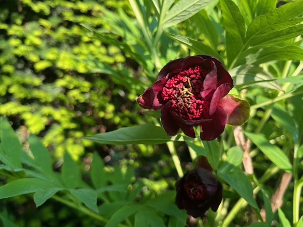 Paeonia delavayi