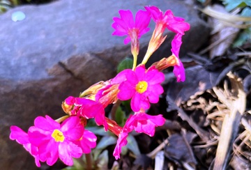 Karminrosafarbene Rosenprimel (Primula rosea)