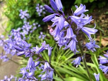 Spanisches Hasengl&ouml;ckchen (Hyacinthoides hispanica)