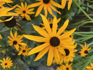 Rudbeckia fulgida var. sullivantii 'Goldsturm'