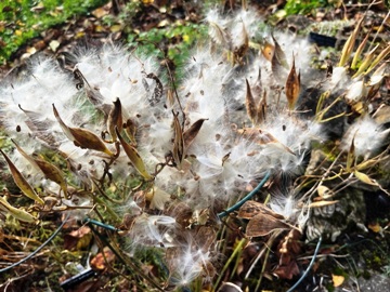 Knollige Seidenpflanze (Asclepias tuberosa) im flaumigen Seidenschmuck