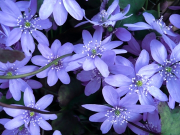 Siebenb&uuml;rger Leberbl&uuml;mchen (Hepatica transsilvanica)
