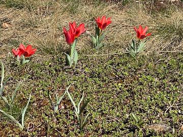 Der Dachgarten braucht kr&auml;ftige Farben